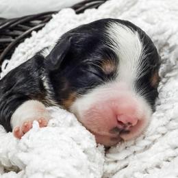 Pink - Tri-color female Bernedoodle puppy in Marne, Michigan from MI Doodles