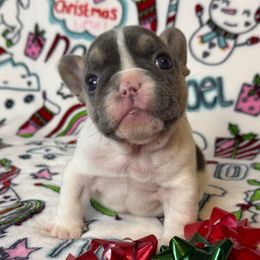 Diana Ross - Tricolors female French Bulldog puppy in Sterling Heights, Michigan from Freshwater Frenchies