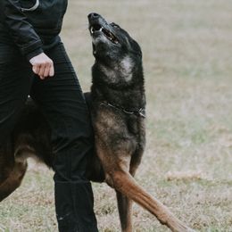 Belgian Malinois from Izac's Home Belgian Malinois
