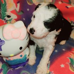 Milly - Black and white female Sheepadoodle puppy in Bellevue, Iowa from Fluffy Wonders Poms and Doodles