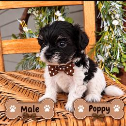 Poppy - Parti male Maltipoo puppy in Dover, Florida from Country Cottage Puppies
