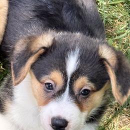 Girl 1 - Black and tan female Pembroke Welsh Corgi puppy in Sterling, Connecticut from Corgi Cottage