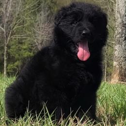 Blue Collar - Male - Black male German Shepherd puppy in Charlotte, North Carolina from Zuflucht K9s