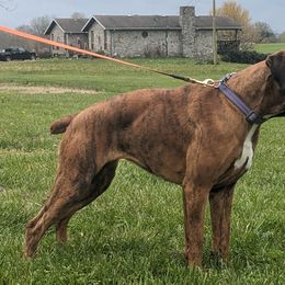 Boxers from Bellbox German Boxers
