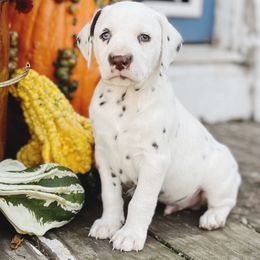 Dalmatian Puppies from Cookies & Cream Dalmatians