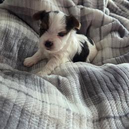 Franklin - Parti male Yorkshire Terrier puppy in Clarksburg, Indiana from Hidden Gems Parti Yorkies