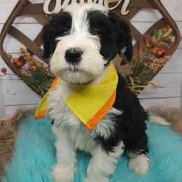 MJ - Black and white female Sheepadoodle puppy in Farley, Iowa from Iowa's Doodle Co.