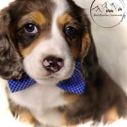 Dachshund Puppies from Bald Mountain Dachshunds