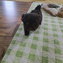 Rosebud - Chocolate female Havanese puppy in Batesville, Arkansas from Hillbilly Havanese