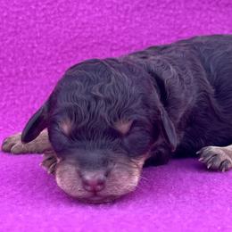 Toffee - Phantom female Poodle puppy in Overbrook, Kansas from Hidden Springs Poodles LLC