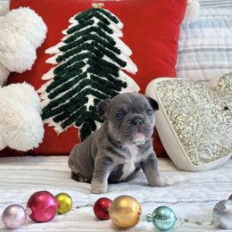 Girl 3 - Blue female French Bulldog puppy in Shields, Michigan from Mid-Michigan Frenchies