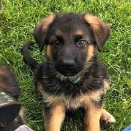 German Shepherd Puppies from Carrithers Kennels