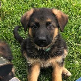 German Shepherd Puppies from Carrithers Kennels