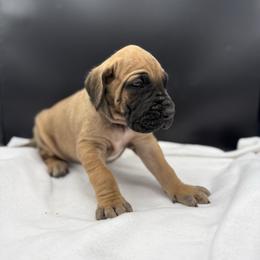 Yellow - Fawn male Great Dane puppy in Grand Junction, Colorado from Top Brackett Danes