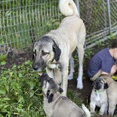 Kangal Puppies from Berecz Hollow Farm LLC