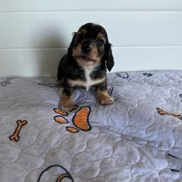 Trumpet- Sable - Sable male Dachshund puppy in Wolf Lake, Indiana from Canisteo Dachshunds