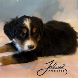 Micah - Black tri male Toy Australian Shepherd puppy in Lumberton, Mississippi from Talowah Aussies
