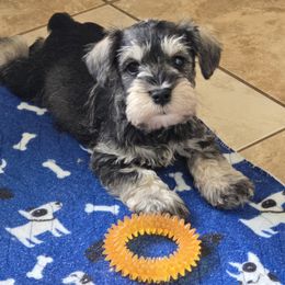 Salty Boy - Salt and pepper male Miniature Schnauzer puppy in Houston, Texas from Haughton Farm