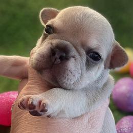 Tara - Blue tri-color female Bulldog puppy in Seneca, South Carolina from Burrell’s Bulldog Kingdom
