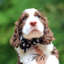 English Springer Spaniel and Springerdoodle Puppies from Family Raised Doodles