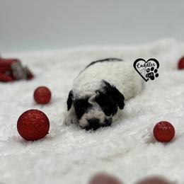 Dolly - Parti female Poodle puppy in Nashville, Arkansas from Cuddles n Curls