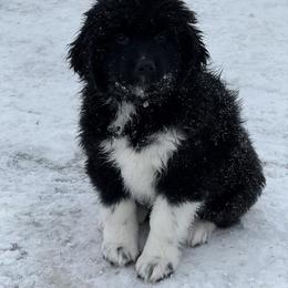 Bingo - White and black female Newfoundland puppy in Goodhue, Minnesota from Claypits Newfoundlands