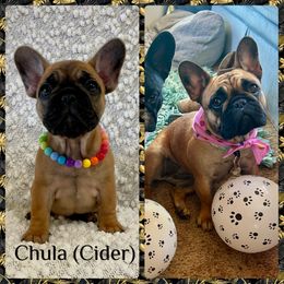 French Bulldog Puppies from GavFam Frenchies