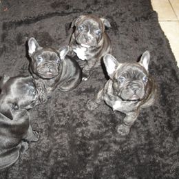 French Bulldog Puppies from Teri's French Bulldogs of West Texas