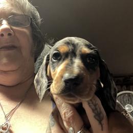 Dachshund Puppies from The Weenie Herd Mom
