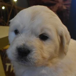 Golden Retrievers, Irish Setters, and Poodles from Plumcreek Acres