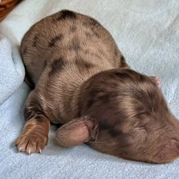 Aussiedoodle, Australian Shepherd, Dachshund, and Miniature Australian Shepherd Puppies from Bline’s Awesome Aussies at the Bline Family Farm