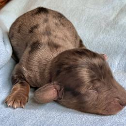 Aussiedoodle, Australian Shepherd, Dachshund, and Miniature Australian Shepherd Puppies from Bline’s Awesome Aussies at the Bline Family Farm