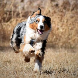 Eva - Australian Shepherd