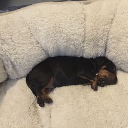 Manchester Terrier Puppies from MosaicManchesters.com