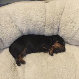 Manchester Terrier Puppies from MosaicManchesters.com