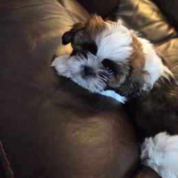 Beau - Brindle male Shih Tzu puppy in Tucson, Arizona from Jocelyn DeMarco's Shih Tzus