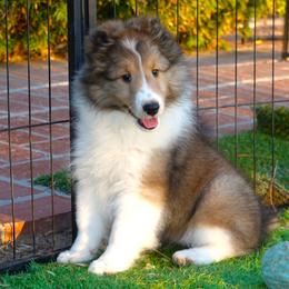 Shetland Sheepdog puppies from Aratone