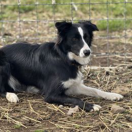Coast - Border Collie