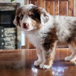 Candy - Red tri female Miniature Australian Shepherd puppy in Hamilton, Montana from North Lake Aussies