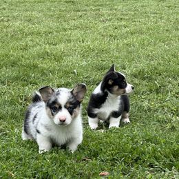 Boy 4 - Blue merle and white American Corgi puppy in Payson, Illinois from Creek Farm Corgis