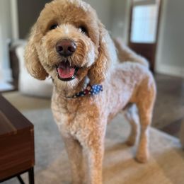 Archie - Goldendoodle