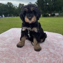 Purple Mini - Phantom female Goldendoodle puppy in Millville, New Jersey from Michelle's Doodles