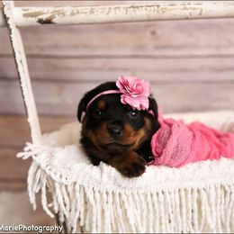 Rottweiler All Grown Up from Baldwin Rottweilers