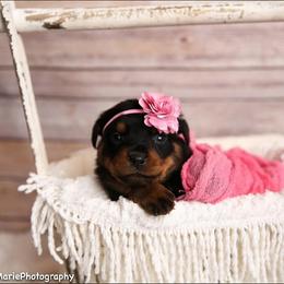 Rottweiler All Grown Up from Baldwin Rottweilers