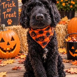 Beldam - male Assorted Doodle Crosses puppy in Holmen, Wisconsin from Joy's Gordondoodles