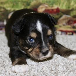 Black Tri-2 - Black tri male Miniature Australian Shepherd puppy in Ronan, Montana from Dirt Road Aussie’s of Montana
