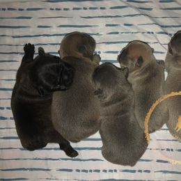 French Bulldog Puppies from Uniquefrenchiies