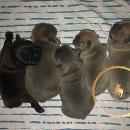 French Bulldog Puppies from Uniquefrenchiies