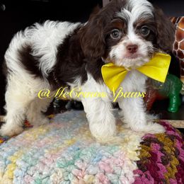 Cavapoo, Maltipoo, and Poodle Puppies from McCraws N Paws