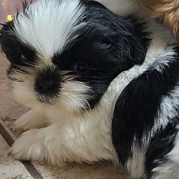 EMRICK - Black and white male Shih Tzu puppy in Willard, Utah from Shih-tzu Queen